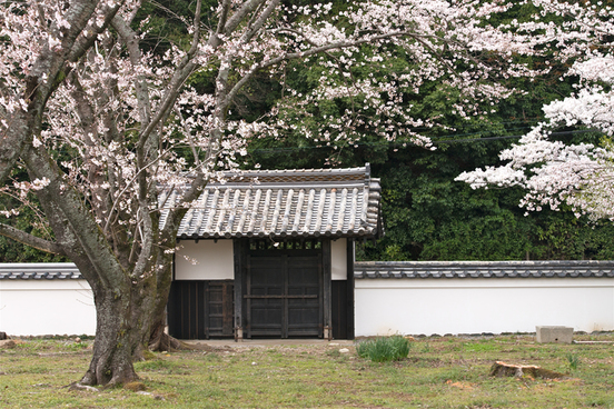 写真：桜咲く豊宮崎文庫